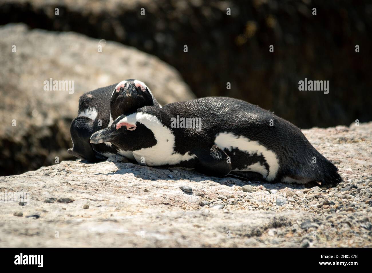 Zwei Pinguine schlafen zusammen auf einem Felsen am Boulders Beach, Kapstadt. Stockfoto