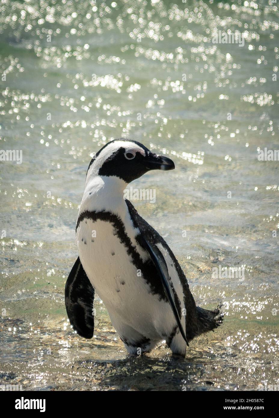 Ein Pinguin am Boulders Beach, Kapstadt, Südafrika. Stockfoto