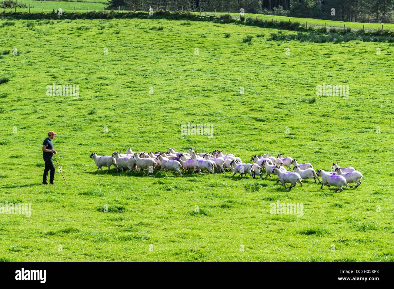 Ballydehob, West Cork, Irland. Oktober 2021. Eine 90 Herden starke Herde von Mule Schafen, die dem in Ballydebob ansässigen Schafzüchter Johnny ward gehören, wurden heute gequetscht. Maultier Schafe sind eine Kreuzung zwischen Bluefaced Leicester Widder und reinrassige Hügel Mutterschafe. Das Krücken war in Vorbereitung auf das Rammen. Schafzüchter Johnny rundet Schafe zum Krücken auf. Quelle: AG News/Alamy Live News Stockfoto