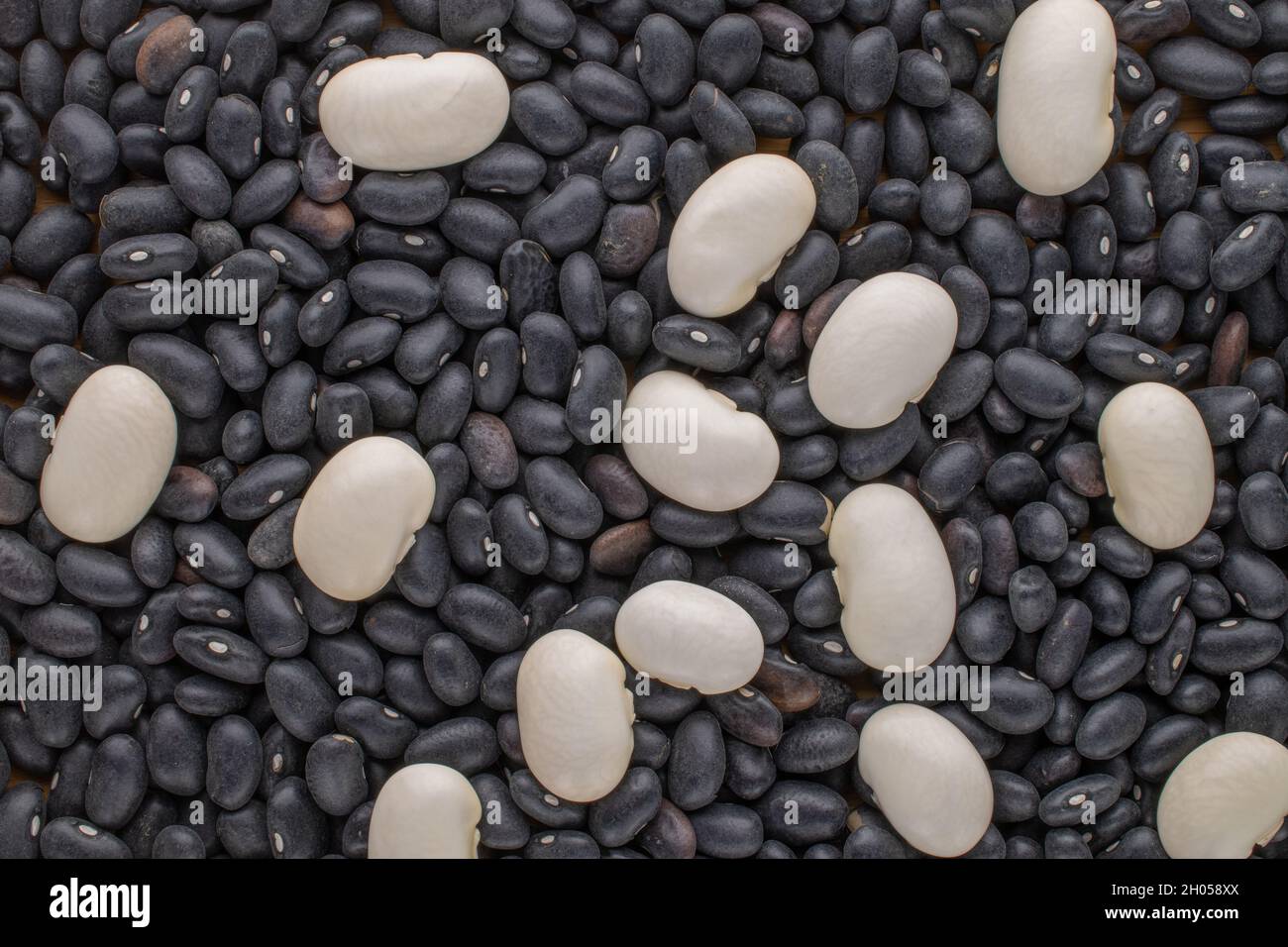 Zwei Arten von ungekochten weißen, schwarzen getrockneten Bohnen aus biologischem Anbau, Nahaufnahme, Draufsicht. Stockfoto
