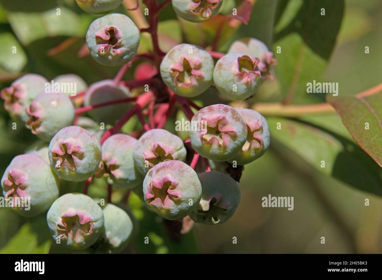 Gesunde Ernährung; reifende grüne Heidelbeeren, Vaccinium corymbosum, auf einem Heidelbeerbusch, Nahaufnahme Stockfoto