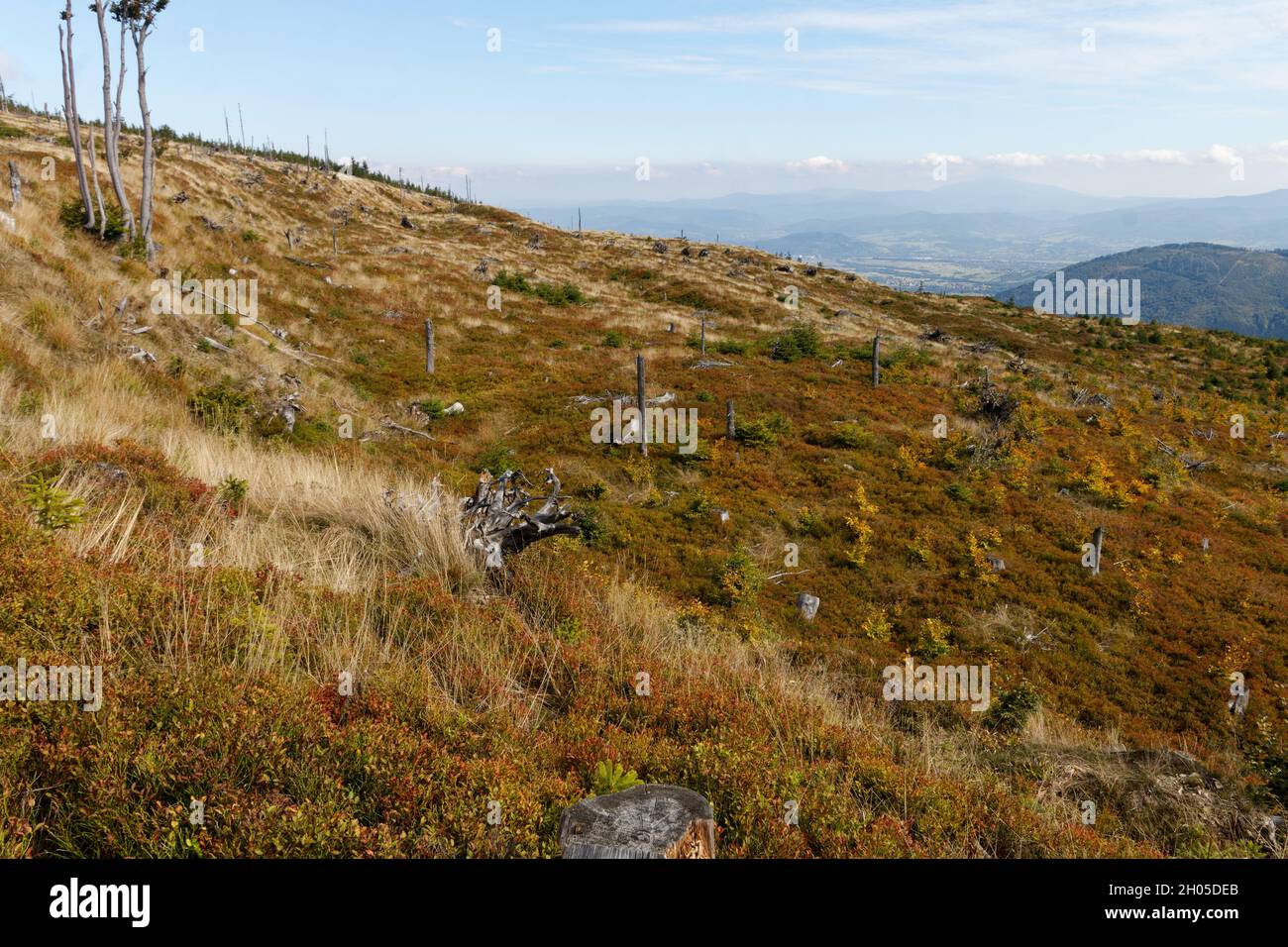 Annäherung an den Skrzyczne-Gipfel von den Malinowa Skala i Beskidy-Bergen Südpolens Stockfoto