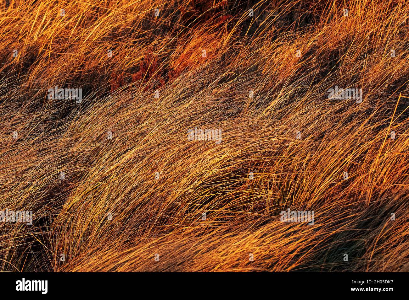 Vom Wind gewirftes amerikanisches Beachgrass im goldenen Licht des späten Nachmittags Stockfoto