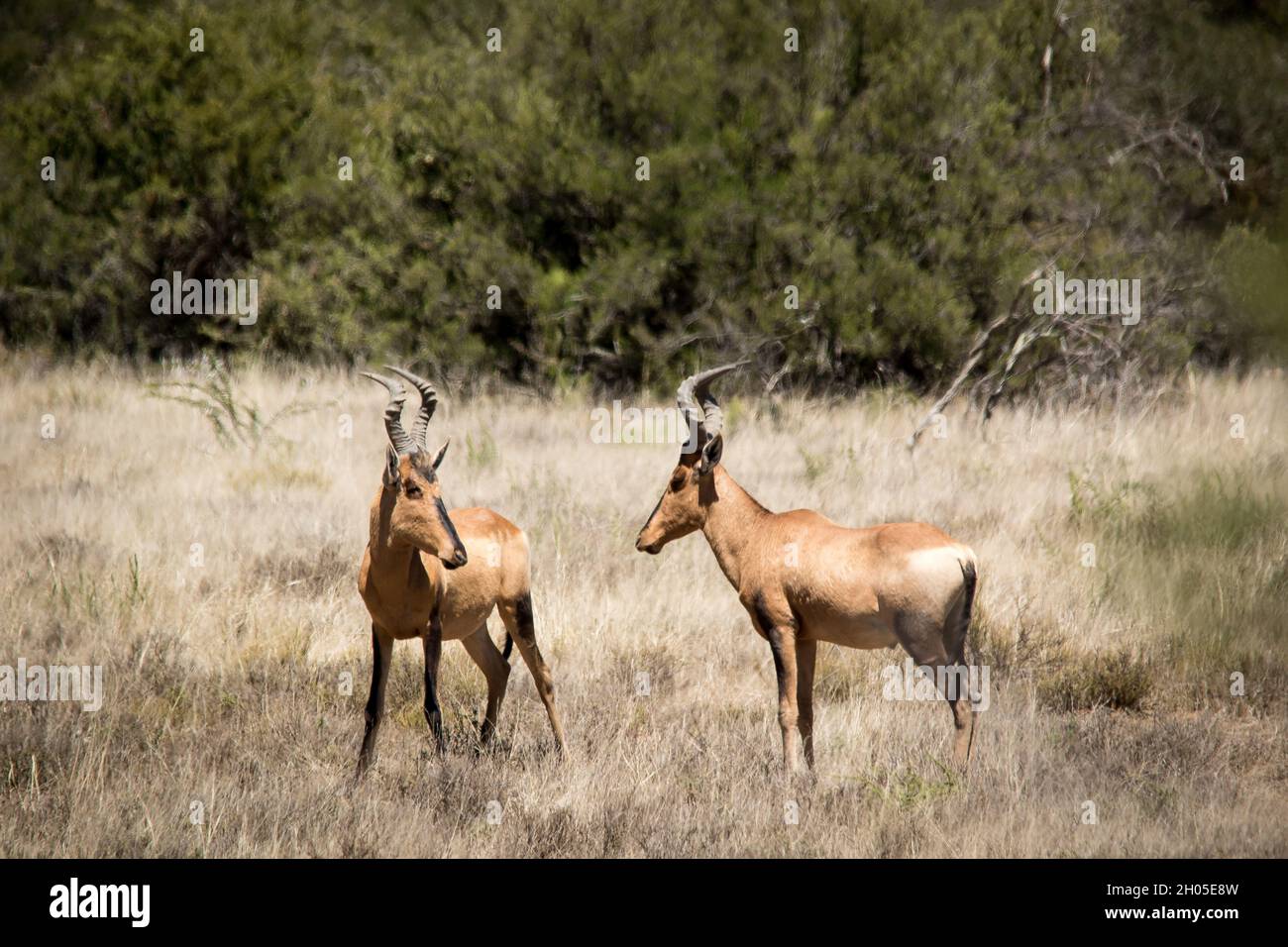 Zwei männliche Hartebeestböcke schauen sich gegenseitig an, bereit zu kämpfen. Aufgenommen in Südafrika. Stockfoto