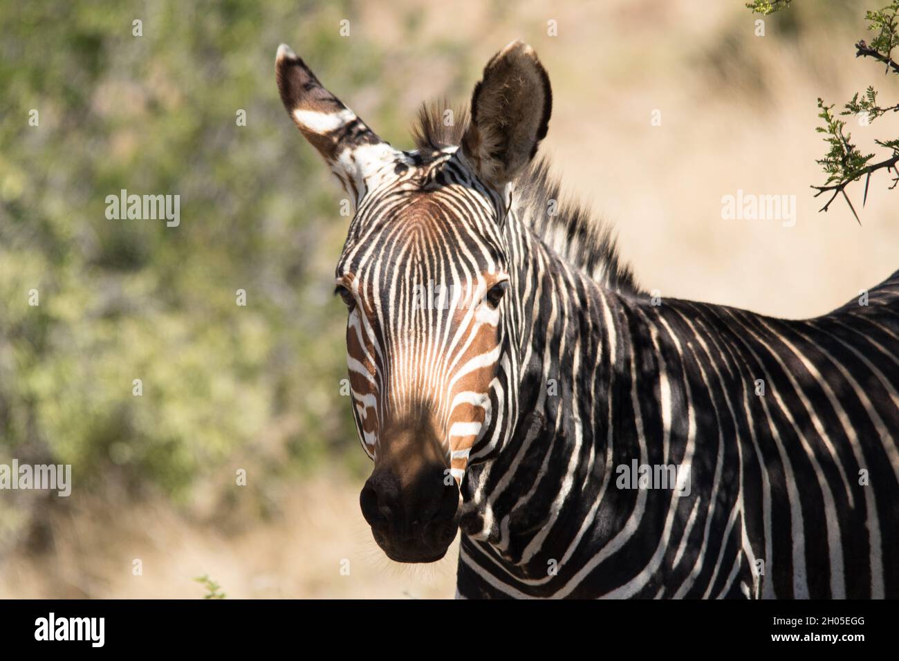 Ein Zebra in einer heißen, rauen afrikanischen Landschaft. Stockfoto