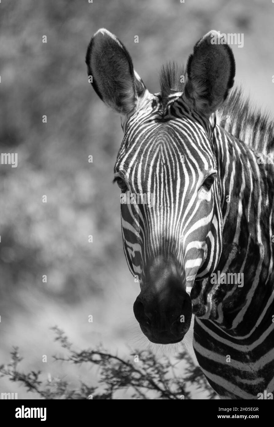 Ein Zebra in einer heißen, rauen afrikanischen Landschaft. Stockfoto