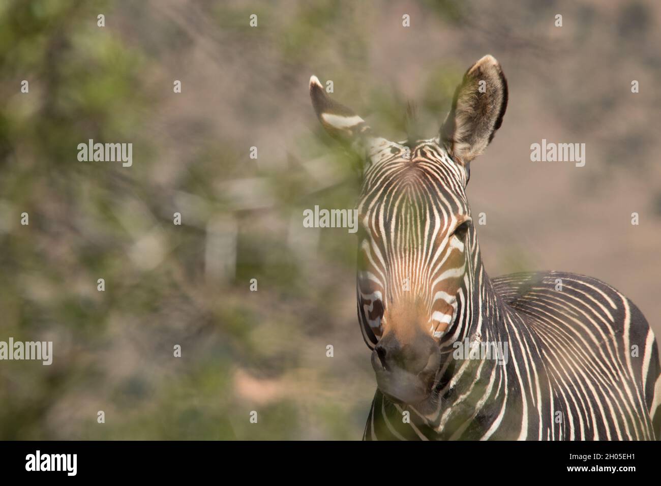 Ein Zebra in einer heißen, rauen afrikanischen Landschaft. Stockfoto