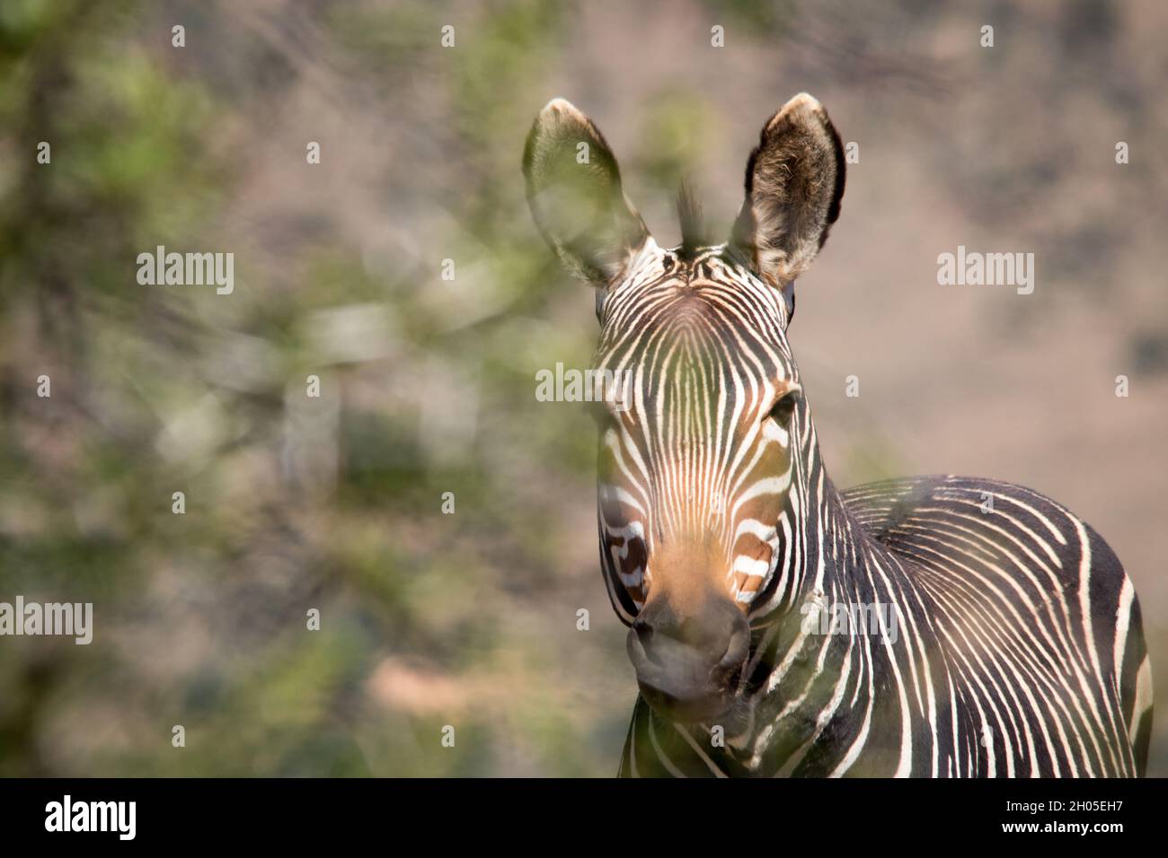Ein Zebra in einer heißen, rauen afrikanischen Landschaft. Stockfoto