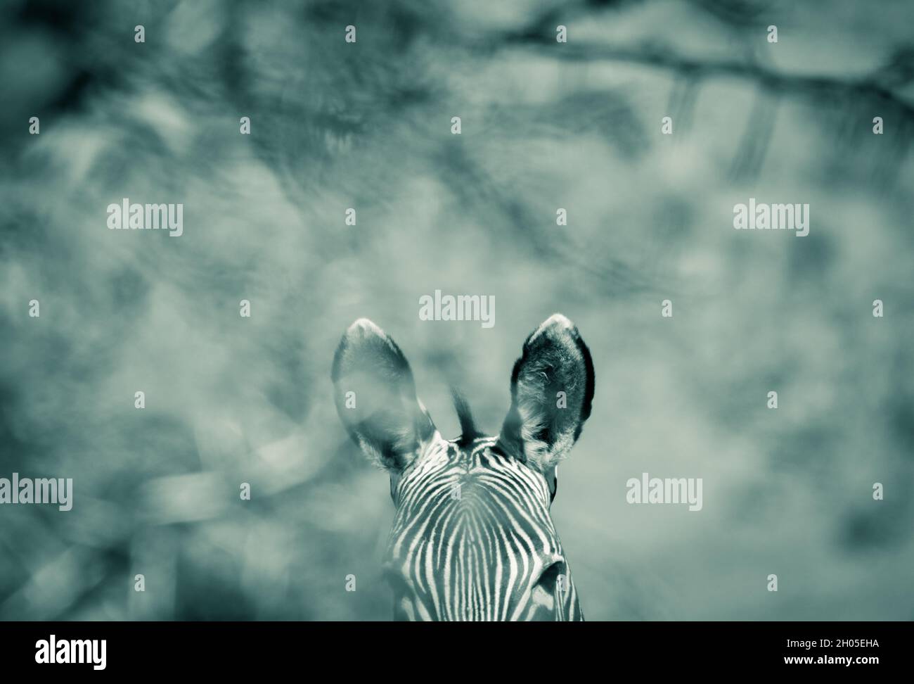 Ein Zebra in einer heißen, rauen afrikanischen Landschaft. Stockfoto