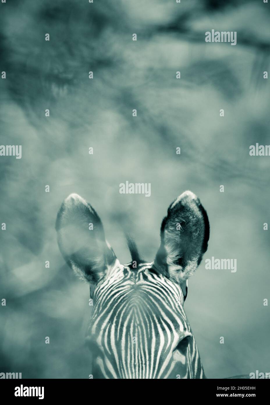 Ein Zebra in einer heißen, rauen afrikanischen Landschaft. Stockfoto