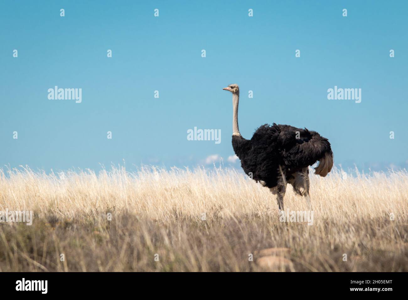 Ein männlicher Strauß steht auf einem Feld aus trockenem Gras in einer heißen afrikanischen Landschaft. Stockfoto