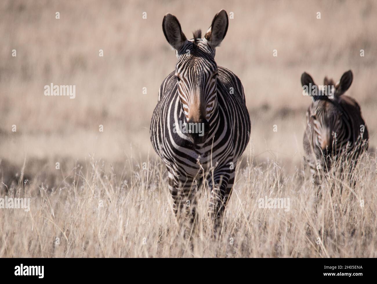 Ein Zebra in einer heißen, rauen afrikanischen Landschaft. Stockfoto