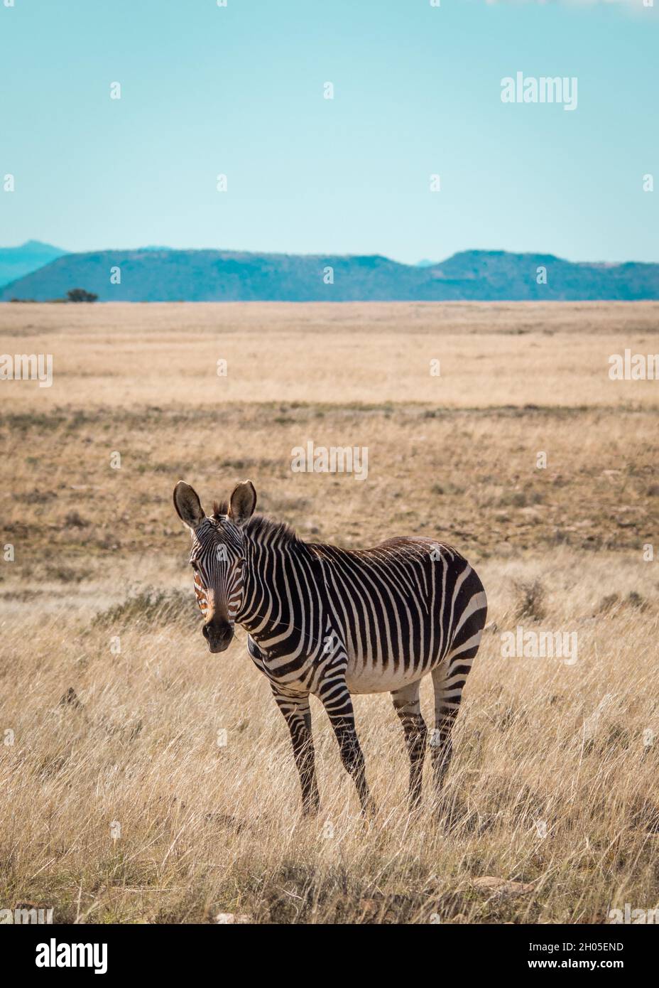 Ein Zebra in einer heißen, rauen afrikanischen Landschaft. Stockfoto