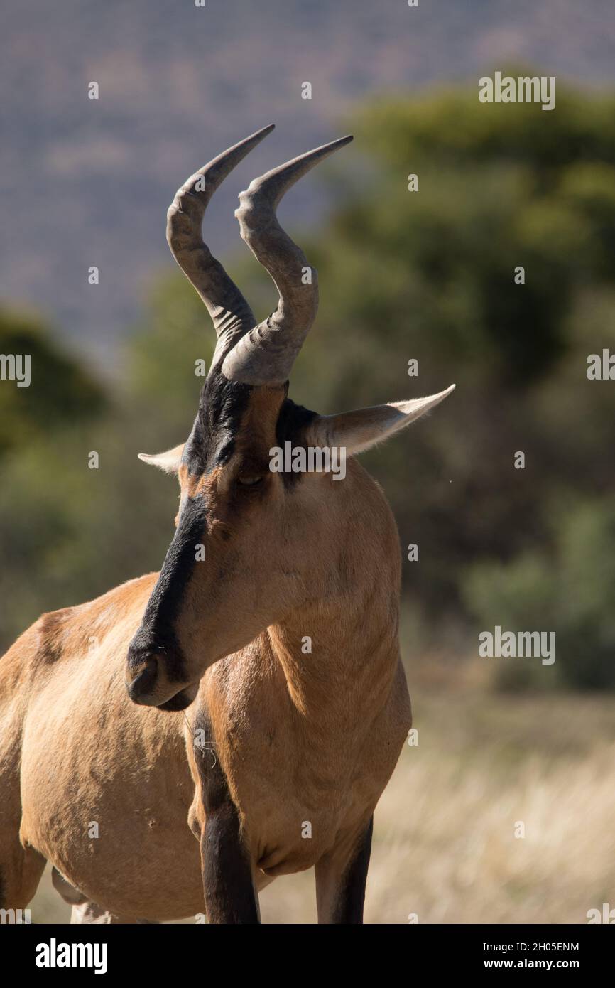 Ein Porträt eines Hartebeest an einem heißen Tag in Südafrika. Stockfoto