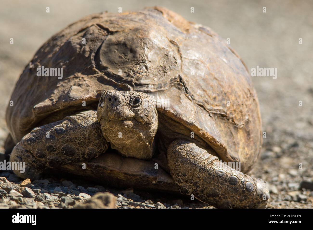 Eine große Schildkröte auf einer heißen Teerstraße. Stockfoto