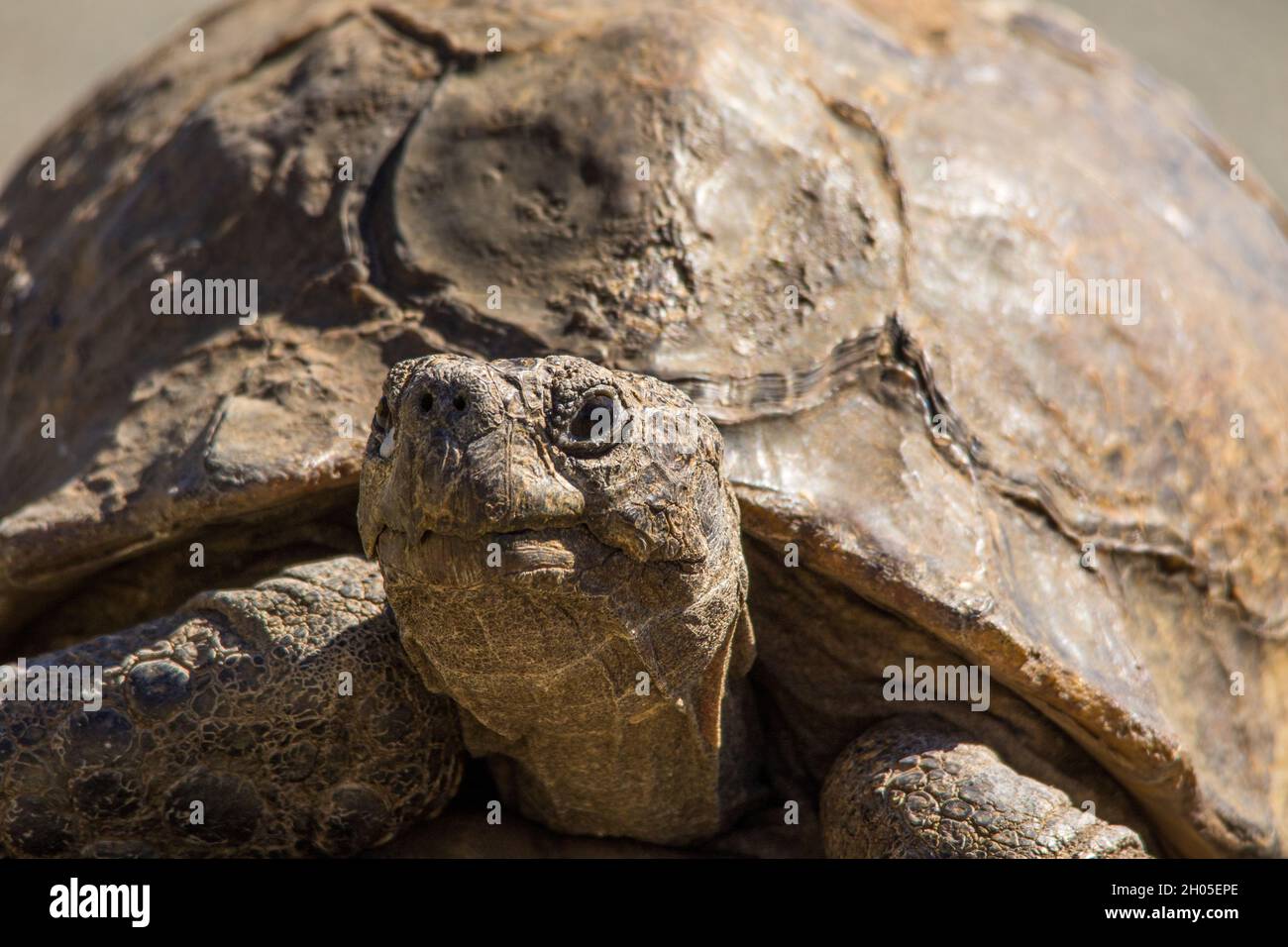 Eine große Schildkröte auf einer heißen Teerstraße. Stockfoto