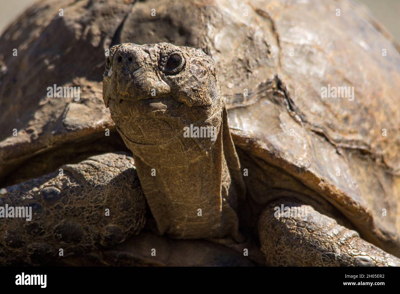 Eine große Schildkröte auf einer heißen Teerstraße. Stockfoto