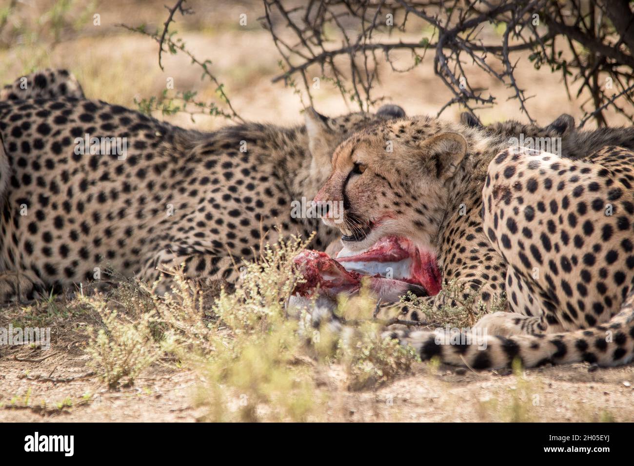 Ein afrikanischer Gepard auf einem frischen Töten. Stockfoto