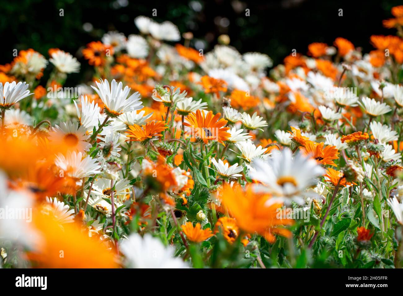 Ein Feld von weißen und orangen Blumen in Kapstadt, Südafrika. Stockfoto