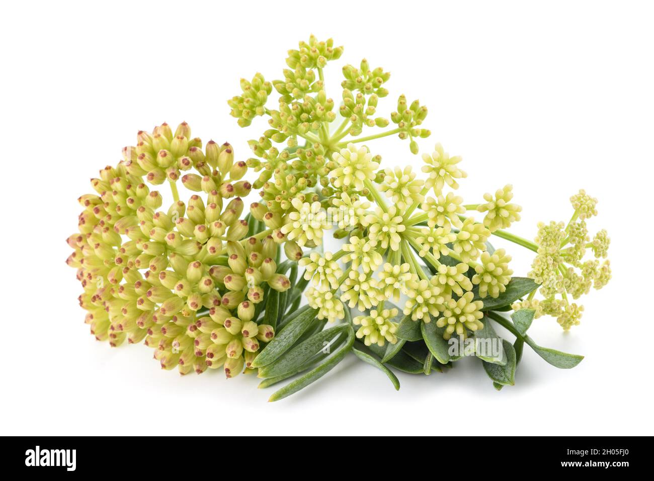 Rock Queller auf weißem Hintergrund Stockfoto