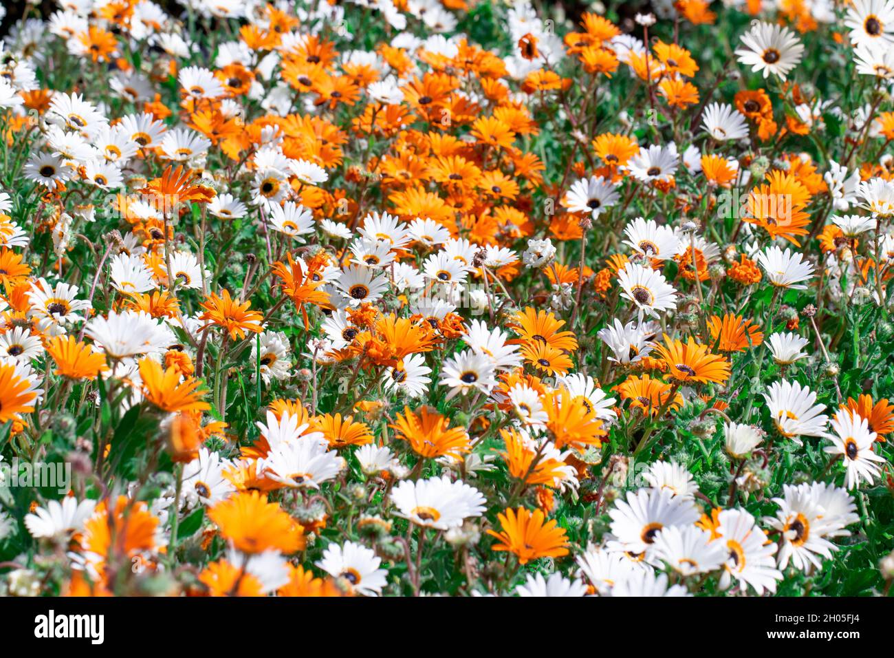 Ein Feld von weißen und orangen Blumen in Kapstadt, Südafrika. Stockfoto