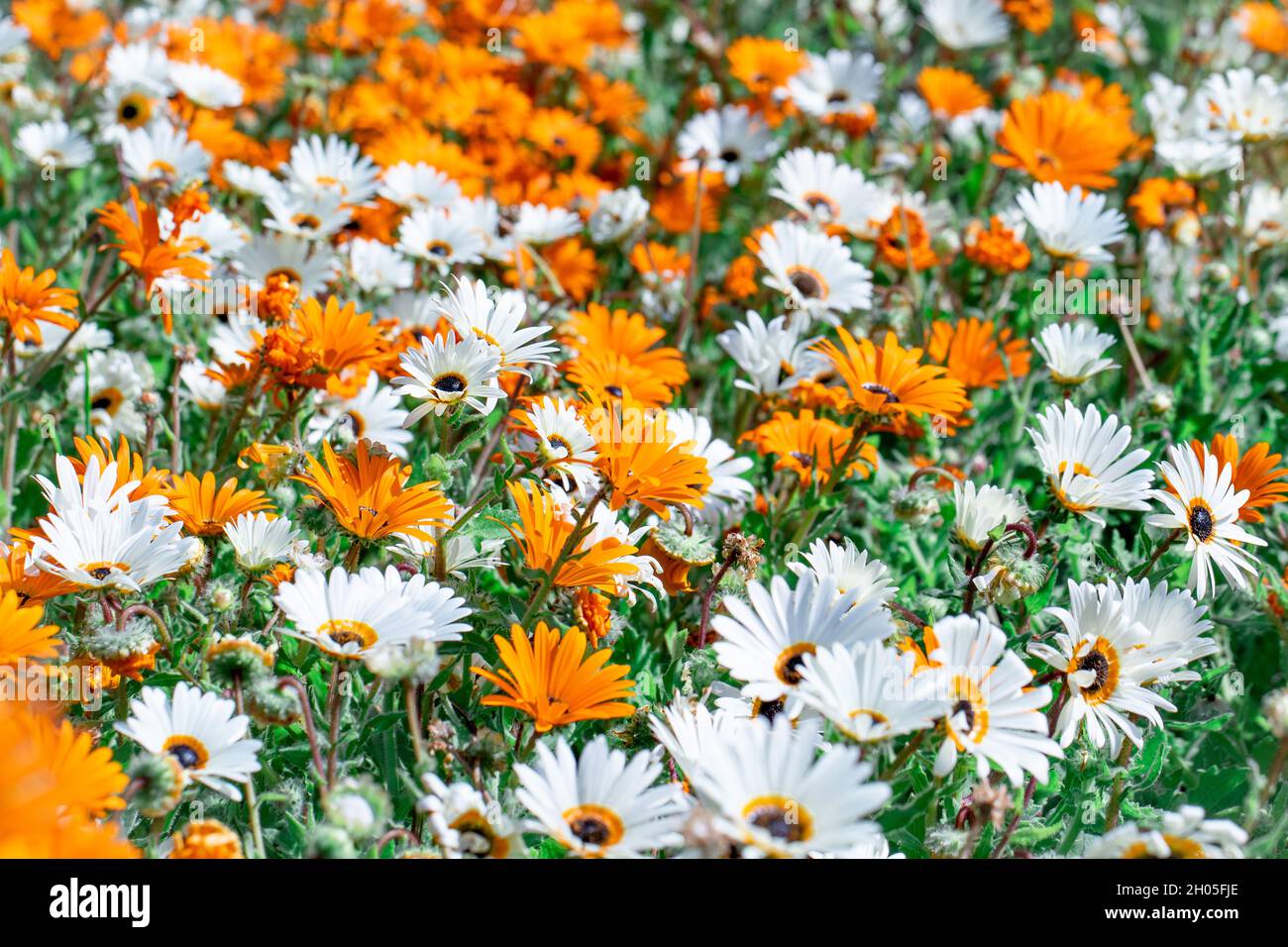 Ein Feld von weißen und orangen Blumen in Kapstadt, Südafrika. Stockfoto