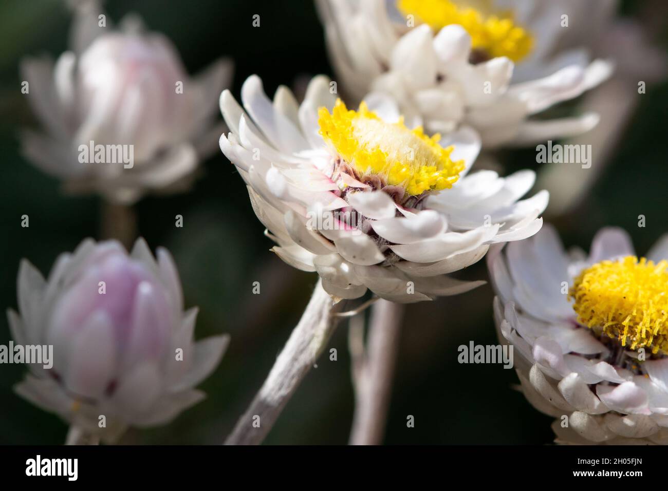 Schöne, kleine weiße Blumen in Kapstadt, Südafrika. Stockfoto