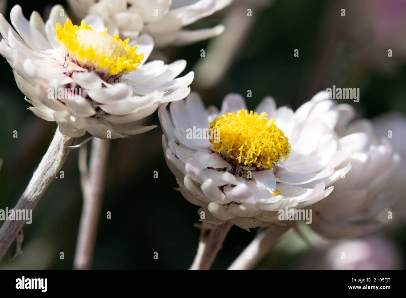 Schöne, kleine weiße Blumen in Kapstadt, Südafrika. Stockfoto
