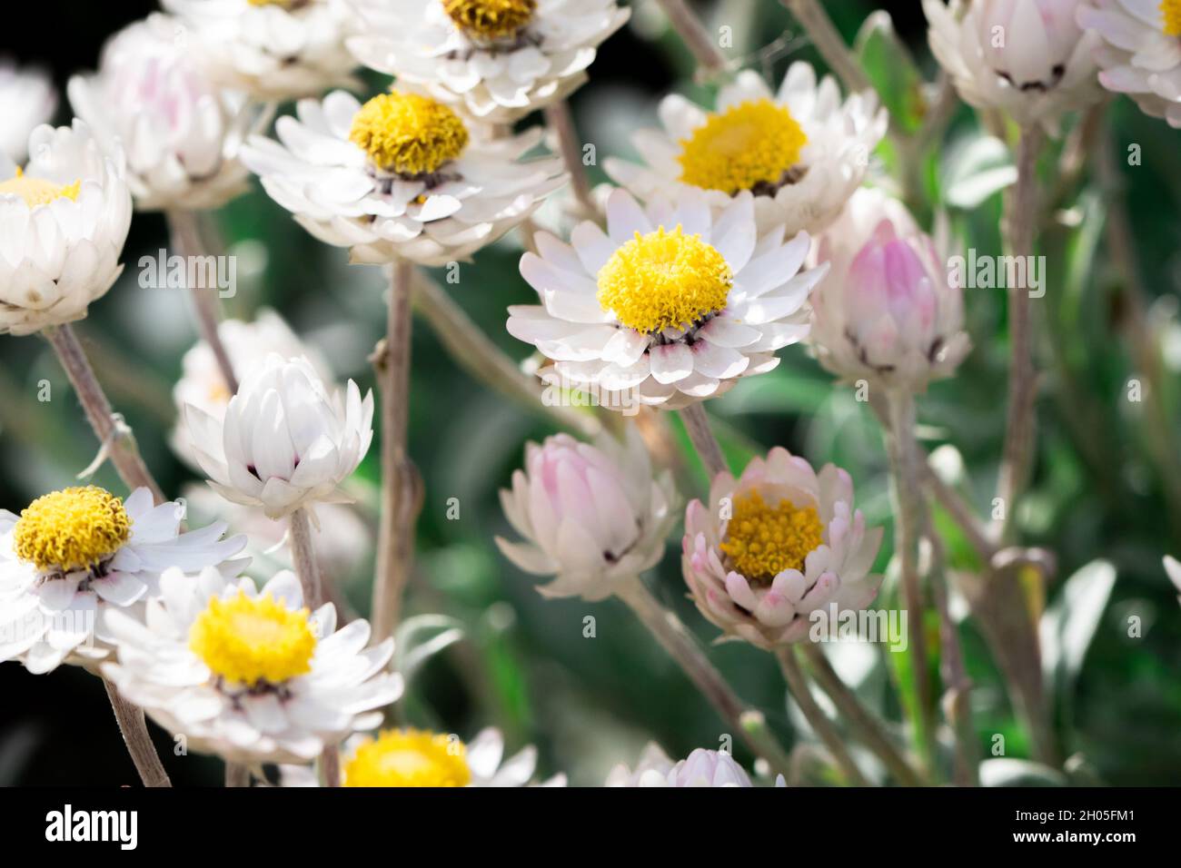 Schöne, kleine weiße Blumen in Kapstadt, Südafrika. Stockfoto