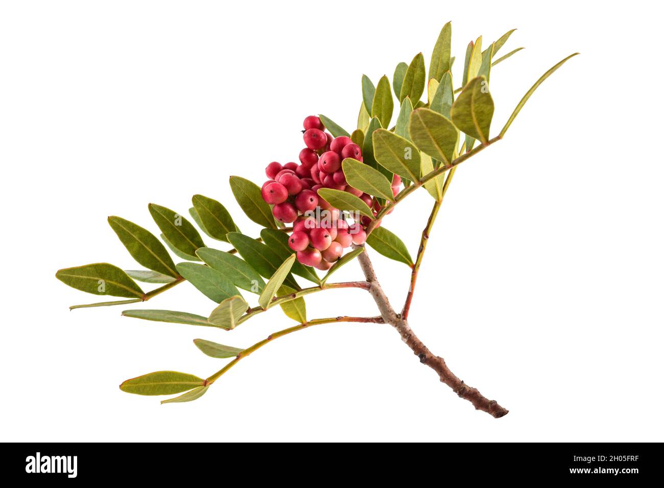 Mastixbaum mit roten Beeren isoliert auf weißem Hintergrund Stockfoto