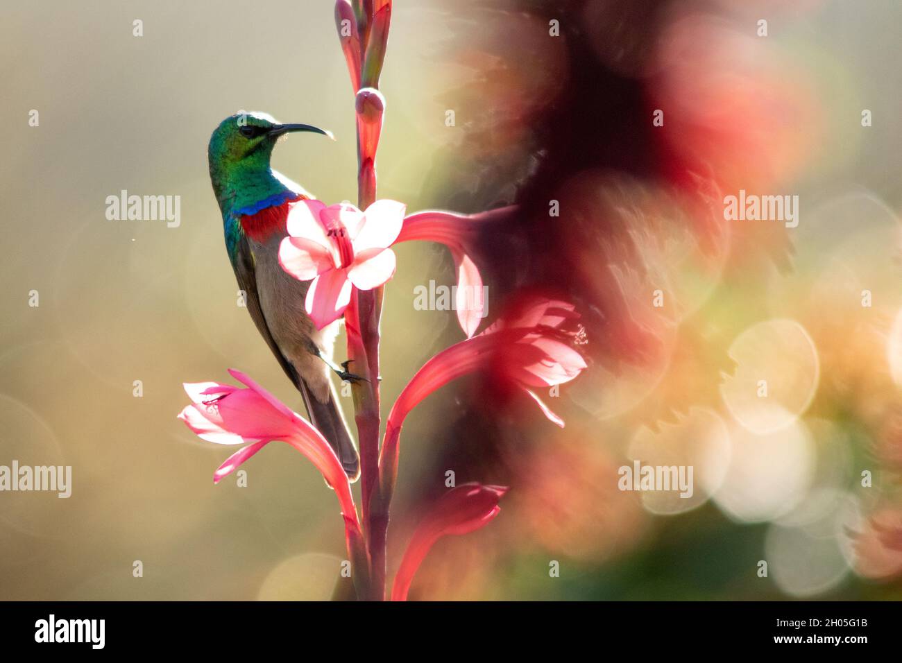 Ein orangefarbener Sonnenvögel, der im Frühling in Kapstadt, Südafrika, auf einem Stiel leuchtend rosafarbener Blumen auf der Suche nach Nektar thront. Stockfoto