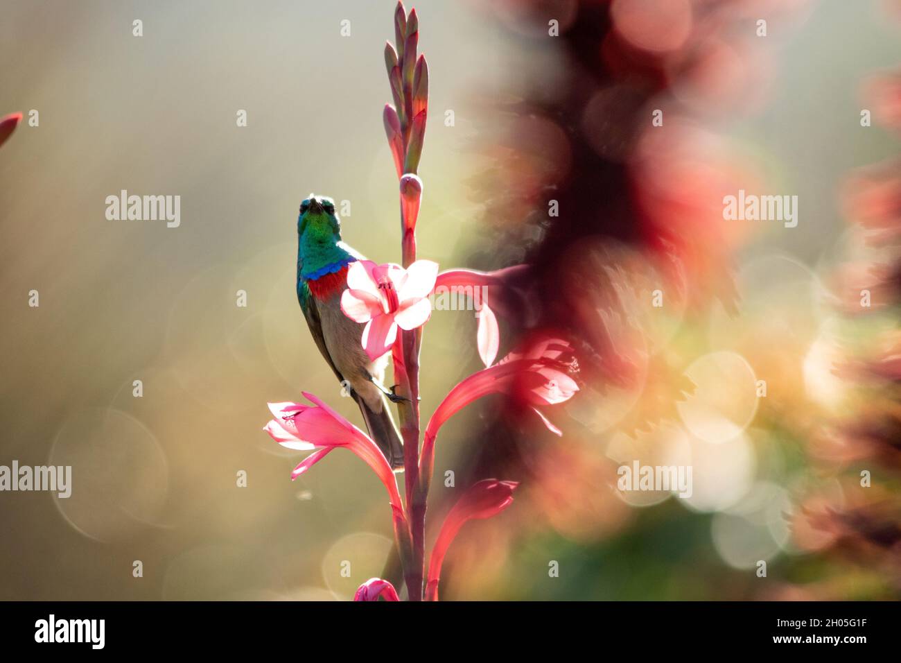 Ein orangefarbener Sonnenvögel, der im Frühling in Kapstadt, Südafrika, auf einem Stiel leuchtend rosafarbener Blumen auf der Suche nach Nektar thront. Stockfoto