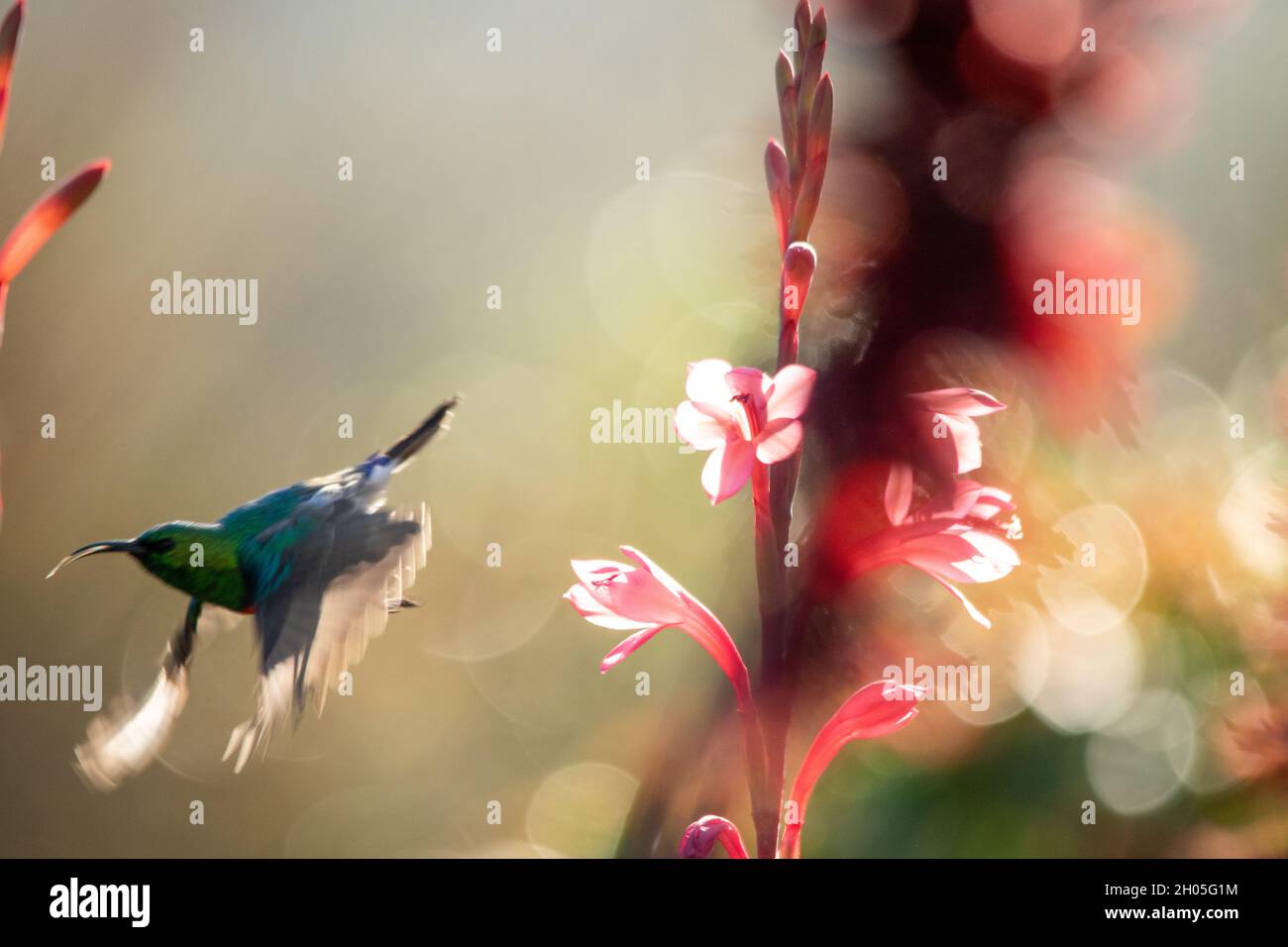 Ein orangefarbener Sonnenvögel, der im Frühling in Kapstadt, Südafrika, auf einem Stiel leuchtend rosafarbener Blumen auf der Suche nach Nektar thront. Stockfoto