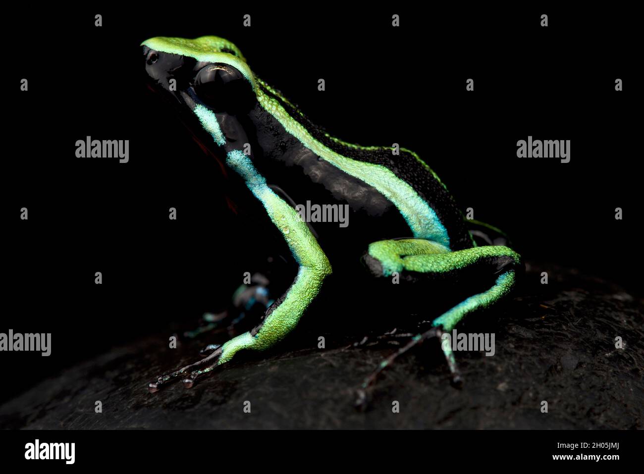 Dreigestreifter Giftfrosch (Ameerega trivittata) Stockfoto