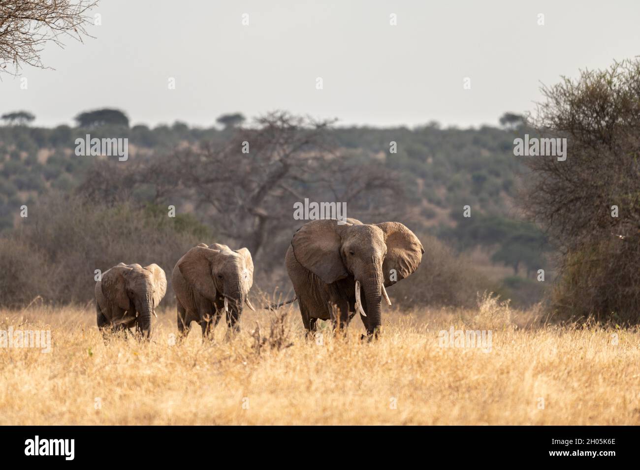 Elefantenherde in Afrika beim Spaziergang durch das Gras im Tarangire National Park und im Serengueti National Park, Tansania. Stockfoto