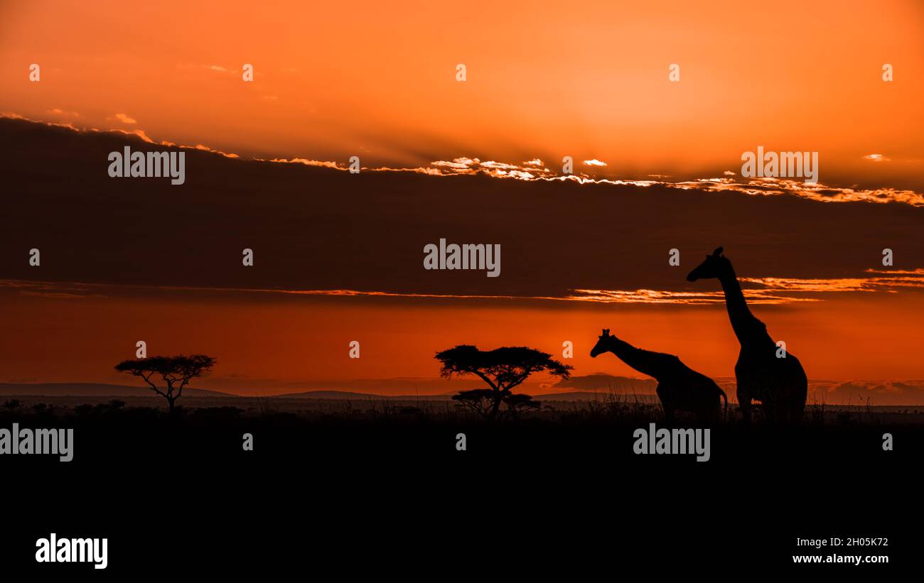 Erstaunliche Sonnenuntergang und Sonnenaufgang mit Giraffen und Bäumen in Serengueti . Panorama Silhouette Baum in afrika mit Sonnenuntergang. Der Baum wurde vor einer Kulisse geschildet Stockfoto