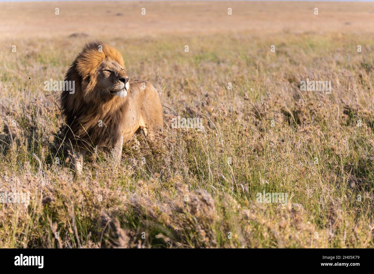 Der König der Löwen schaut sich im Serengueti Nationalpark, Tansania, um. Stockfoto