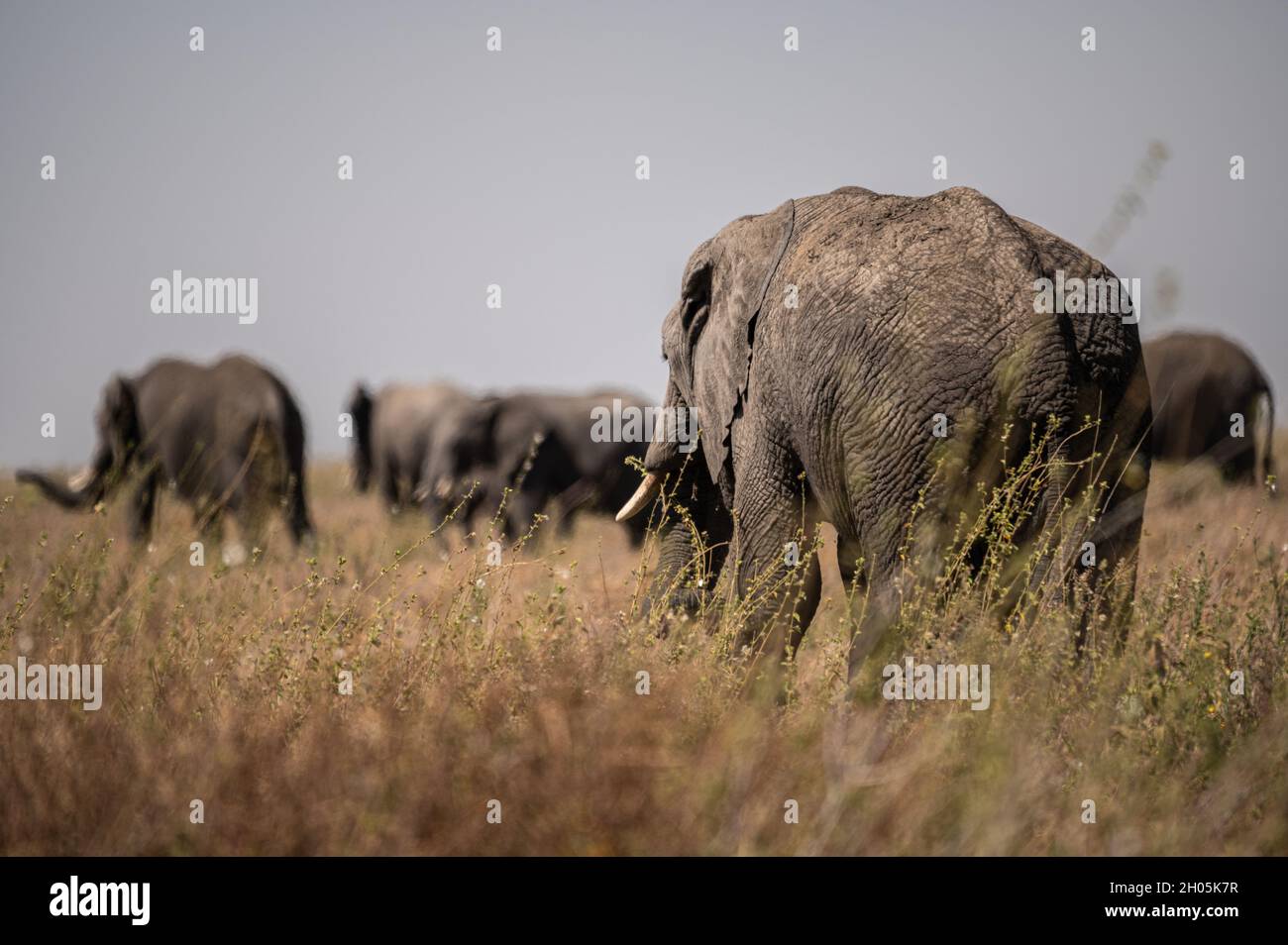 Elefantenherde in Afrika beim Spaziergang durch das Gras im Tarangire National Park und im Serengueti National Park, Tansania. Stockfoto