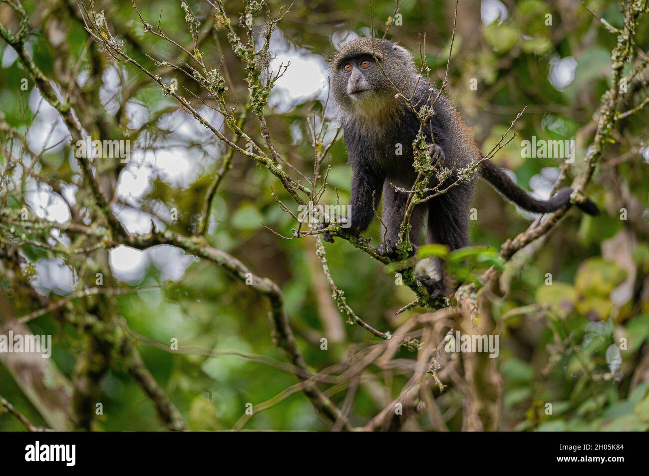 Blauer Affe auf einem Baumzweig (Cercopithecus mitis) im Arusha-Nationalpark, Tansania Stockfoto