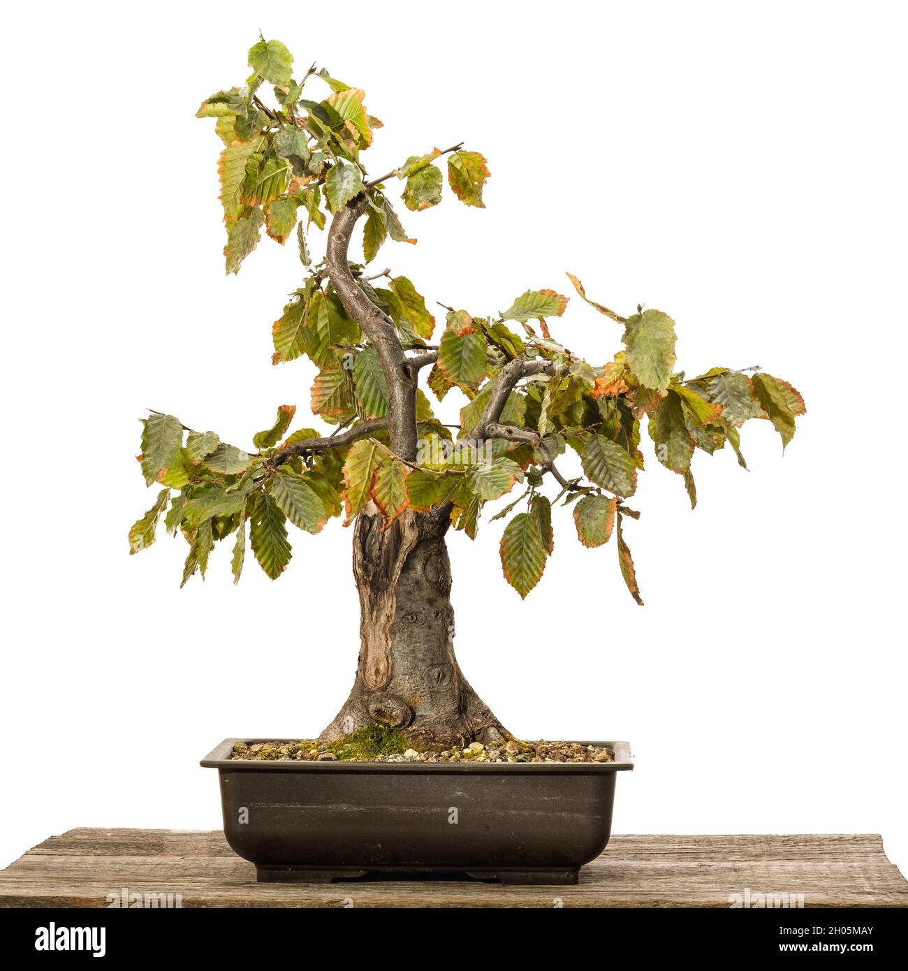 Bonsai totholz -Fotos und -Bildmaterial in hoher Auflsung  Alamy