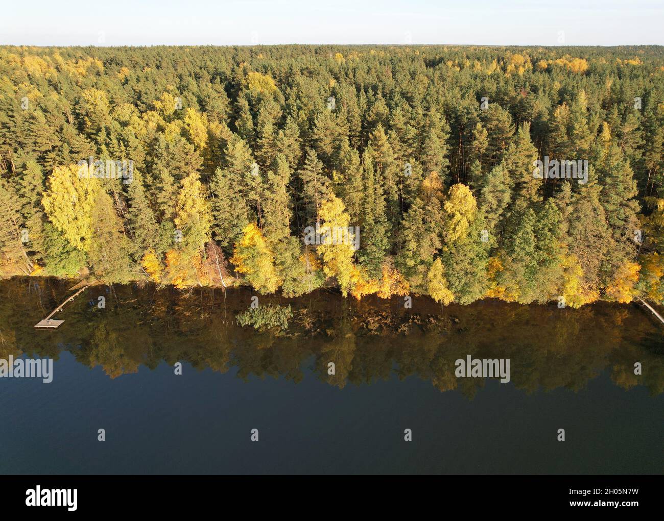 Waldküste in der Nähe des Sees Luftdrohne Ansicht Herbst gelbe Farbe Stockfoto