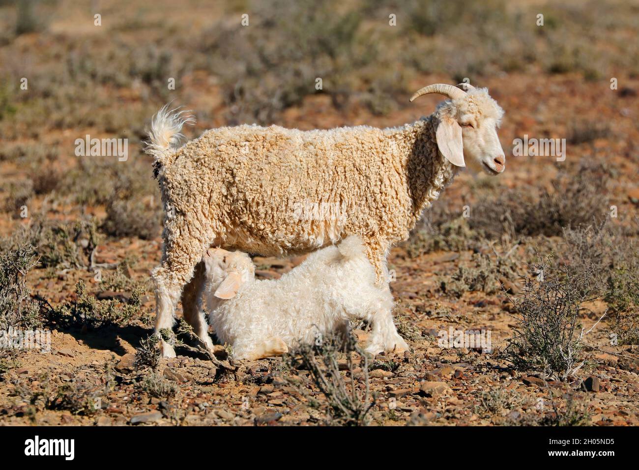 Ein junges Angora-Ziegenkind säuert Milch von seiner Mutter auf einem ländlichen Bauernhof in Südafrika Stockfoto