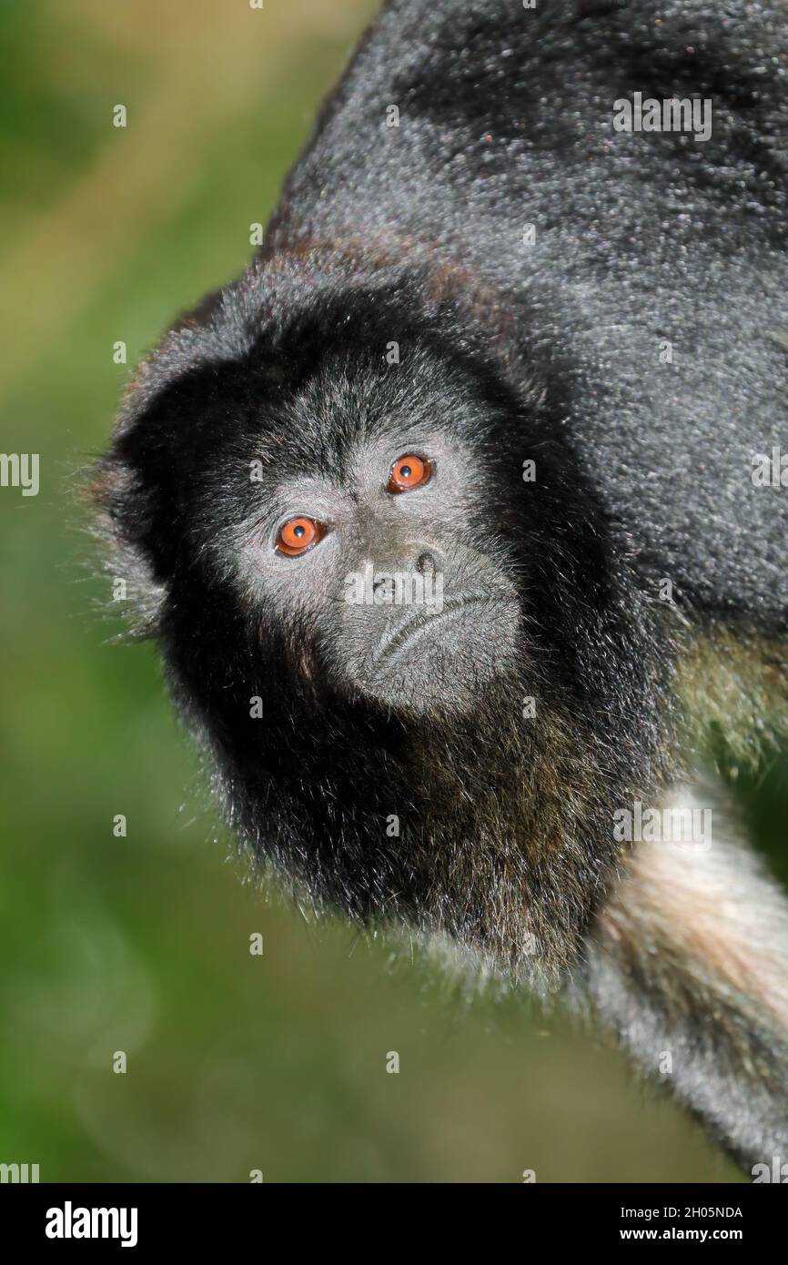 Porträt eines schwarzen Brüllaffen (Alouatta caraya) in natürlichem Lebensraum Stockfoto