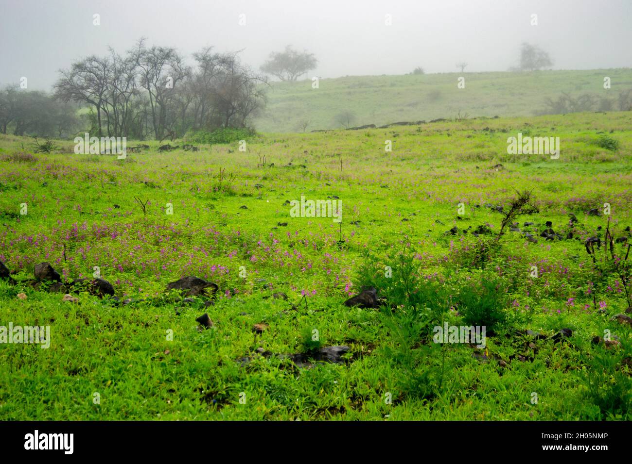 Landschaft. Nebeliges Bild in den Bergen von Salalah Stockfoto