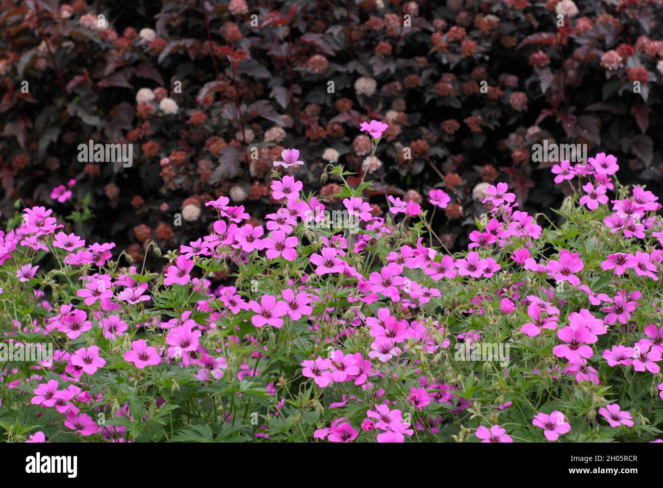 Leuchtend rosa Blüten von winterhart ausdauernden Geranium 'Patricia' in einem Garten Grenze. VEREINIGTES KÖNIGREICH Stockfoto