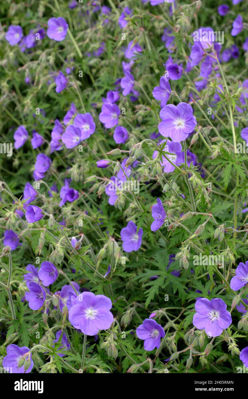 Hybrid-Geranie 'Brookside'-Kranichschnabel mit reichlich tiefvioletten Blüten in einer Gartengrenze .UK Stockfoto