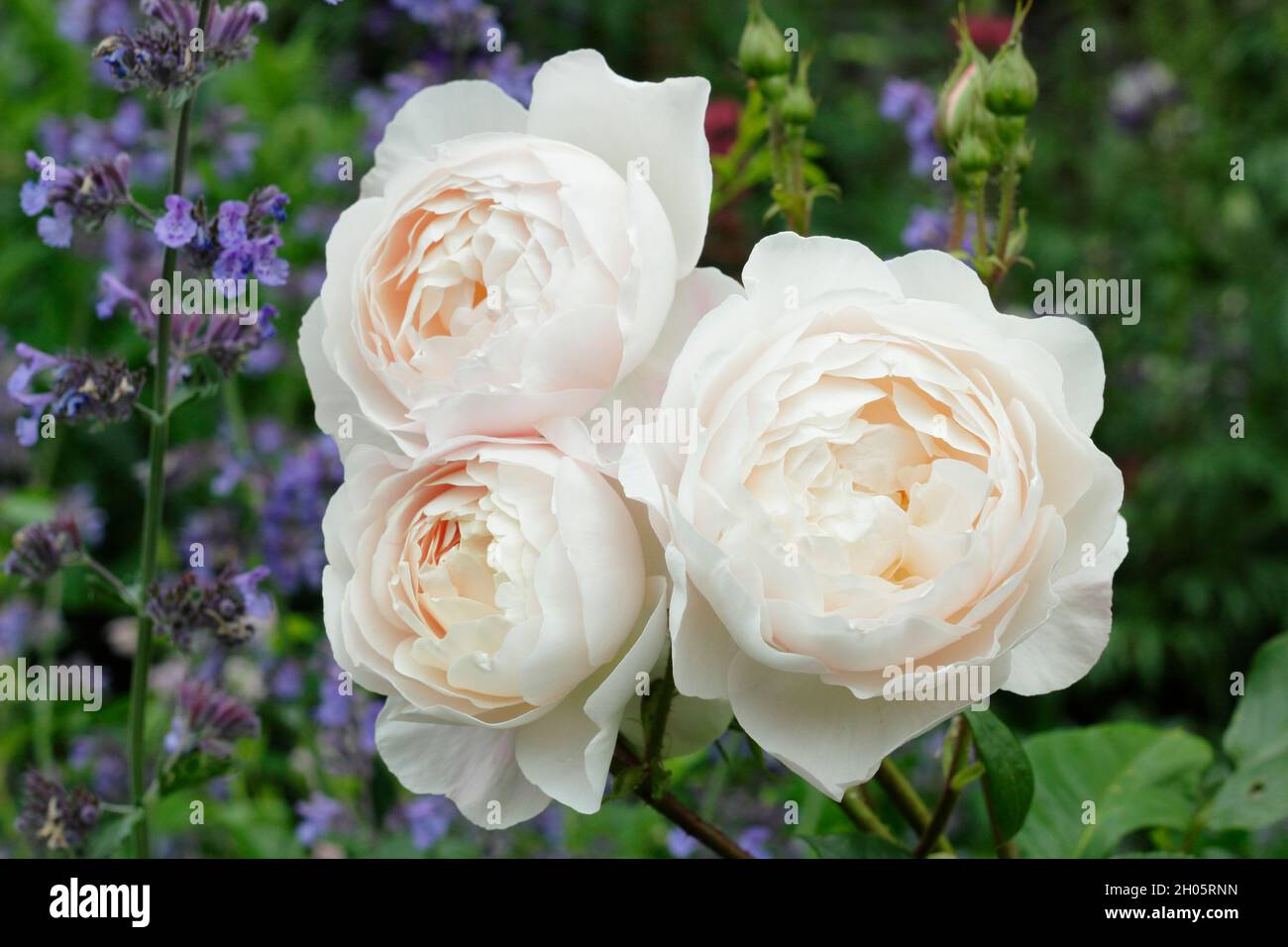 Desdemona stieg. Cremig rosa Blüten von Rosa 'Desdemona' (Auskindling), englische Strauchrose UK Stockfoto