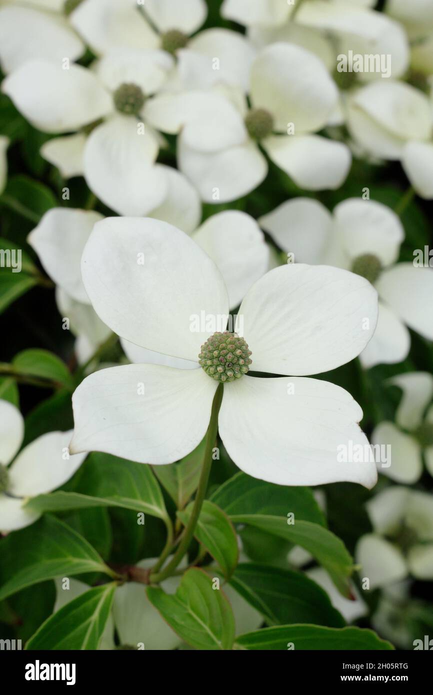 Dogwood blüht. Attraktive Hochballer von Cornus kousa 'China Girl' im Frühsommer. VEREINIGTES KÖNIGREICH Stockfoto