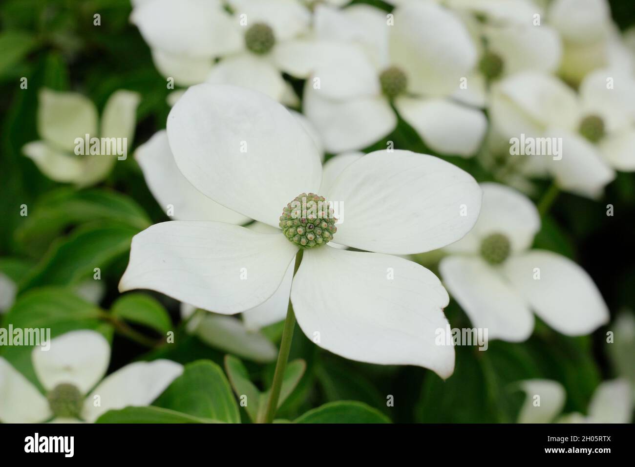 Blühende Hartriegel-Blütenhüllen von Cornus kousa 'China Girl' im Frühsommer. UK Stockfoto