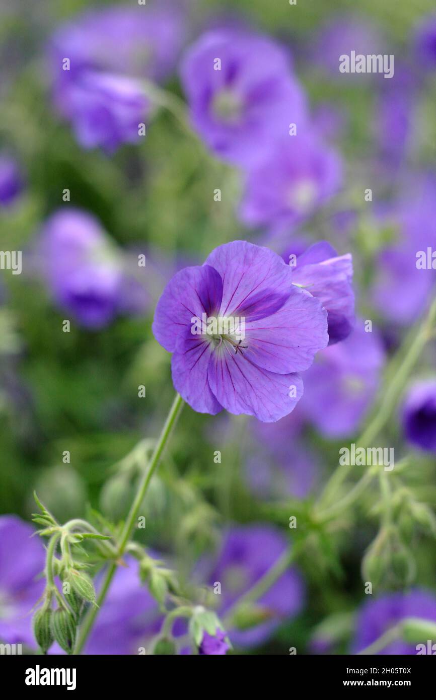 Geranium 'Orion'-Kranzschnabel, der in einer Gartengrenze, Großbritannien, massenhaft markante violett-blaue Blüten zeigt Stockfoto
